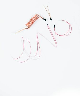 Epoxycoated NTC-thermistor met geëmailleerde looddraden voor digitale thermometers